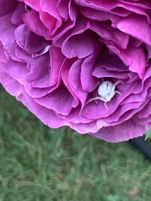 Vit spindel döljer sig i lila ros, väntande på byte.