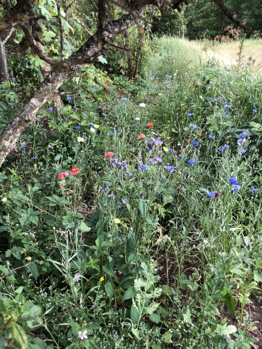 Lummig trädgård med röda vallmo- och blå kornblommor blommande trots torka.