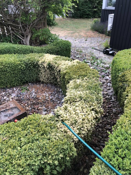 Välansad trädgård med buxbomhäckar, stenlagd gång, stående grästrimmer och en vattenslang.