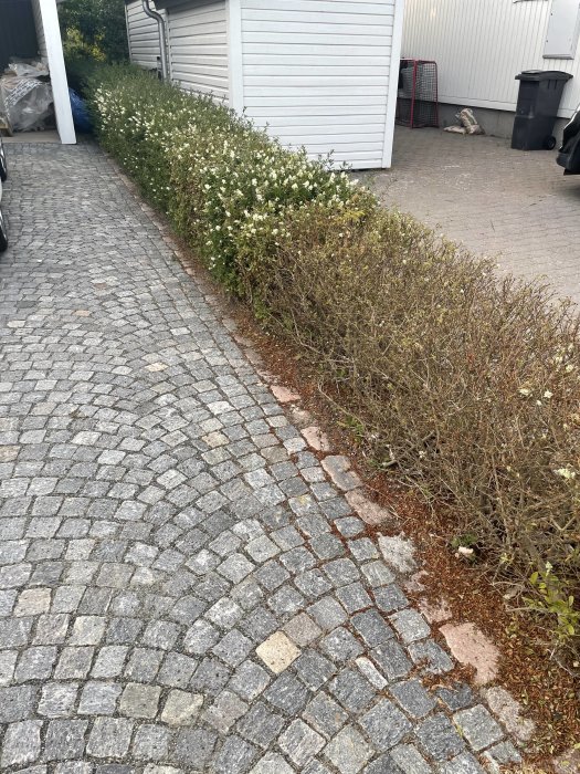 Halvdöd häck med skrovliga blad och vita prickar längs en stenlagd uppfart.