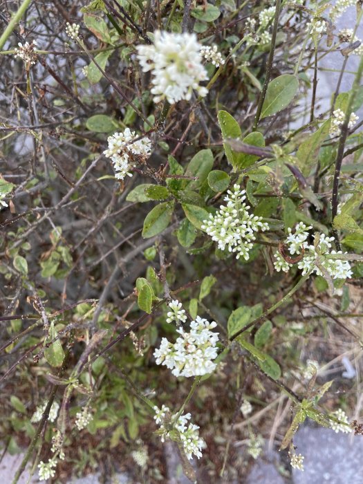 Häck med skadade, skrovliga blad och vita blomkluster, små vita prickar synliga, ingen spinnväv.