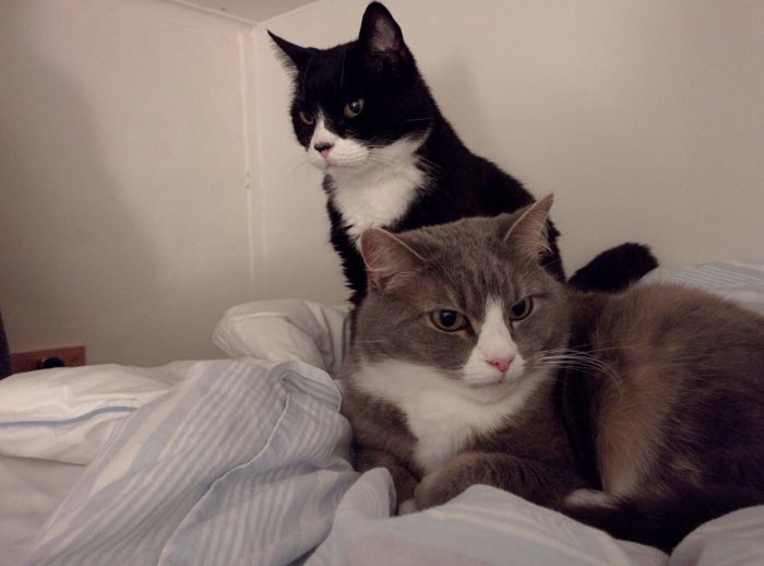 Två katter ligger på en säng med randigt överkast, en svartvit och en grå.