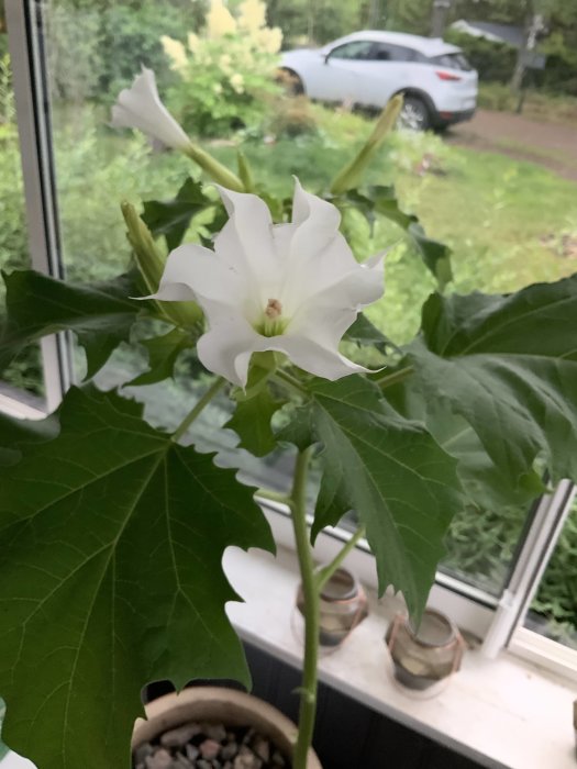 Vit änglatrumpet (Datura stramonium) i blom i ett fönster med en bil i bakgrunden.