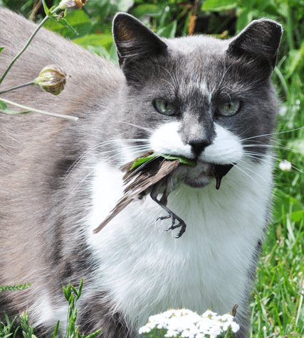 Grå och vit katt med en fågel i munnen på en grön gräsmatta.