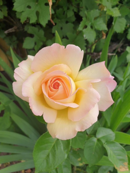 Gul ros med ljusrosa kanter som blommar mot en bakgrund av gröna blad.