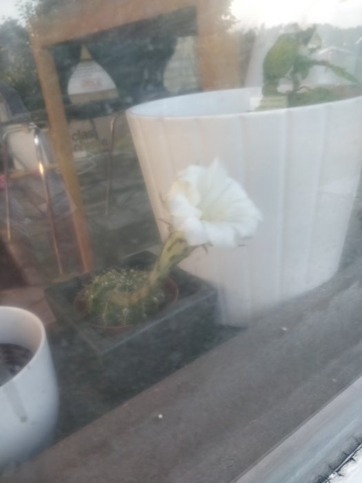 En kaktus i kruka med blomma på en fönsterbräda inomhus.