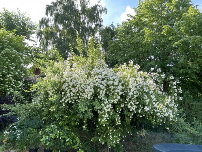 En stor buske av enkelblommiga rosor i full blom vilar mot ett äppelträd.