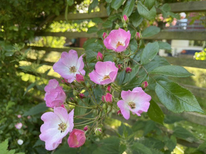 Enkelblommiga rosor av sorten 'Valdemar' med öppna blommor och knoppar mot suddig bakgrund.