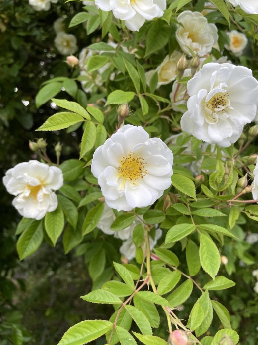 Närbild av vita Lykkefund-rosor med gul mitt omgivna av gröna blad.