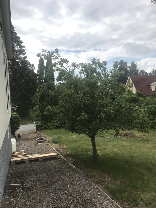 Ett ganska stort äppelträd nära en huskant bredvid en grusgång och planerat plats för altanbygge.