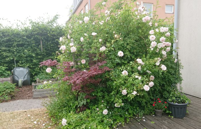 Trädgårdsrabatt med blommande New Dawn och rosa stenros, japansk lönn, murgröna och trädgårdsnejlika i kruka.