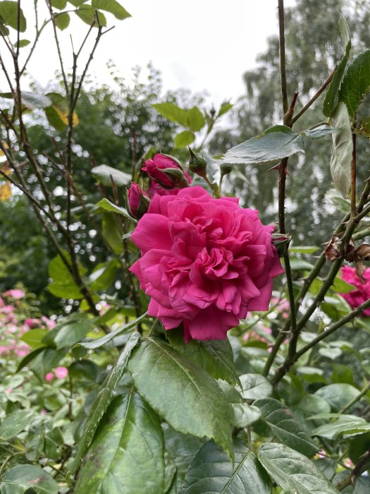 Närbild av en blommande rosa 'Laguna' ros och knoppar med gröna löv och suddig bakgrund.