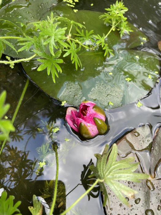 En näckrosknopp med rosa blad som är på väg att blomma ut i en damm med gröna blad och dammplantor.