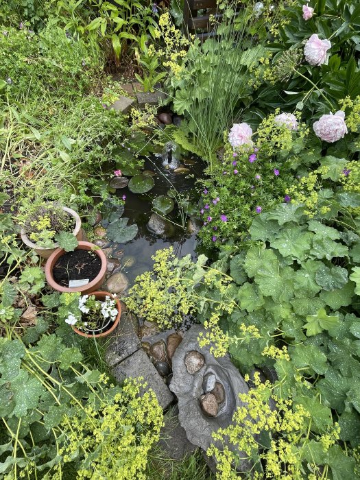 Liten trädgårdsdamm omgiven av grönska med näckrosor, vattenfontän och dekorativa stenar.