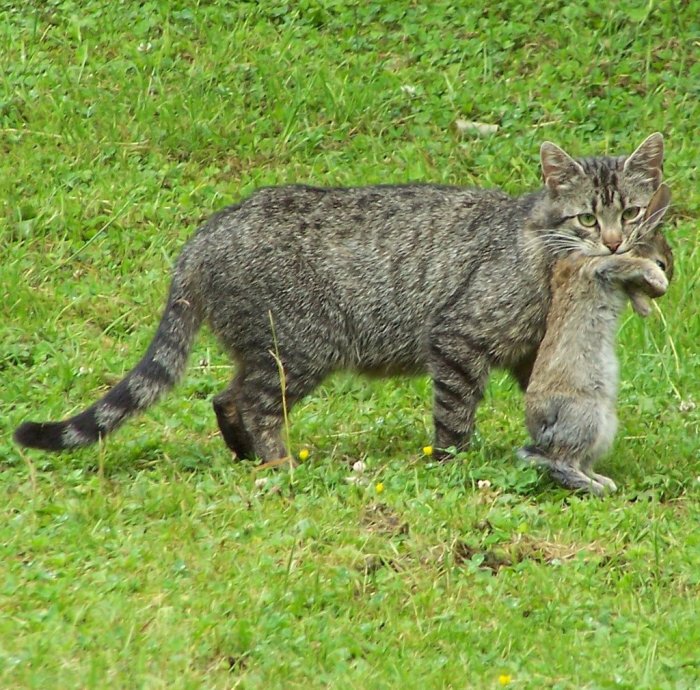 Katt ute på gräsmatta med en fågel i munnen.