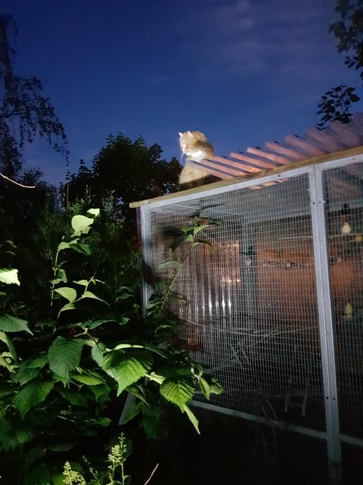 En tjock katt som sitter ovanpå en fågelvoljär omgiven av grönska på kvällen.