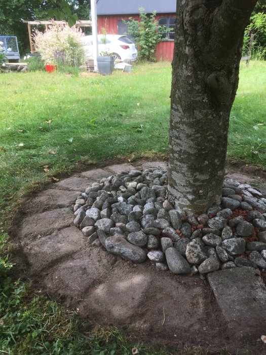 Nyröjt område med stenar runt stammen på ett äppelträd, gräsmatta och rött hus i bakgrunden.