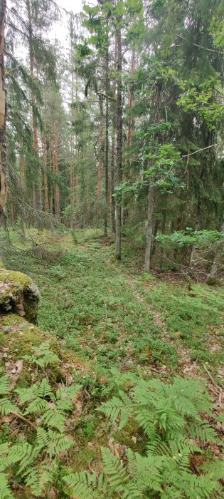 Solig skogsstig omringad av gröna träd och ormbunkar, ingen person synlig.