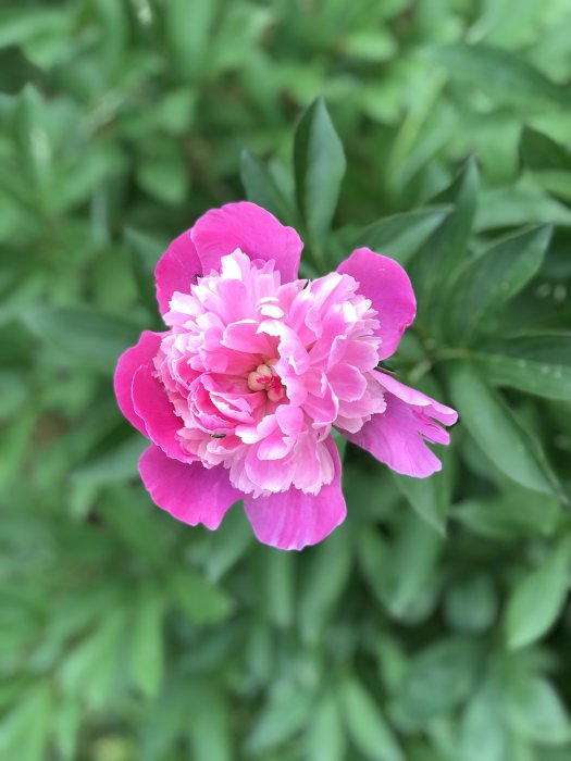 Enstaka blommande rosa pion mot grönt bladverk.