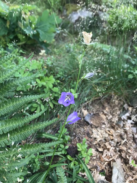 En ensam lila blomma på en pionbuske omgiven av gröna blad och trädgårdsväxter.