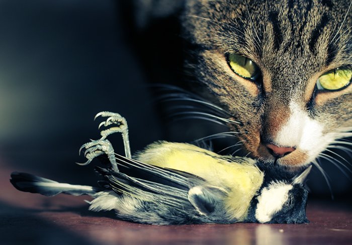 Närbild på en katt med gröna ögon som håller en liten fågel mellan sina tassar.