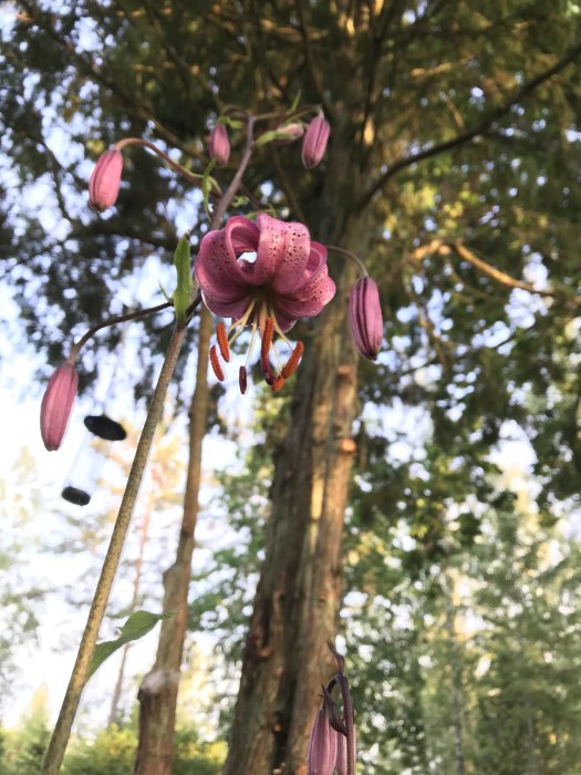 Blommande krollilja mot bakgrund av träd och himmel i en trädgård.