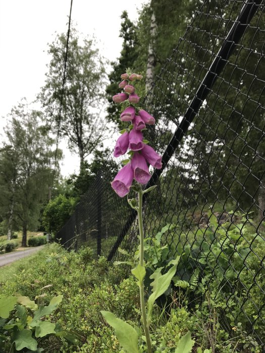 Digitalis purpurea, rävsvans, blommar i förgrunden med gröna blad och staket i bakgrunden.