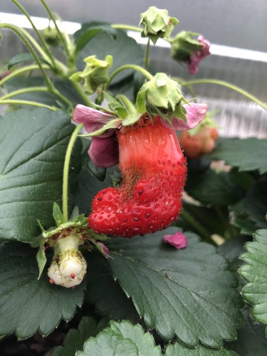 Ovanlig jordgubbe med missbildning hängande på en planta med gröna blad och blommor i ett växthus.