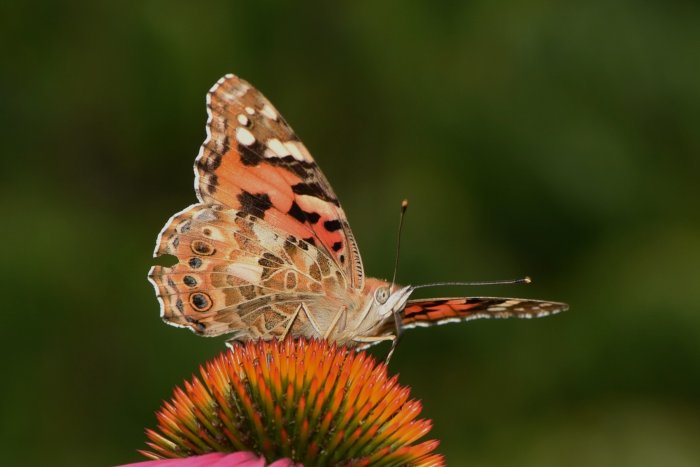 Tistelfjäril som sitter på en blomma, symbol för långväga migration från Afrika.