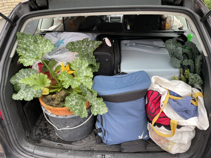 Bilens bagageutrymme fullpackat med växter, väskor och en kylbox inför midsommar.