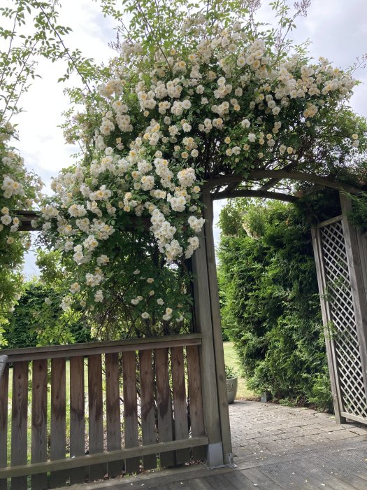 Trädgårdspergola i trä övertäckt av blommande vit klätterros mot himmel och grönska.