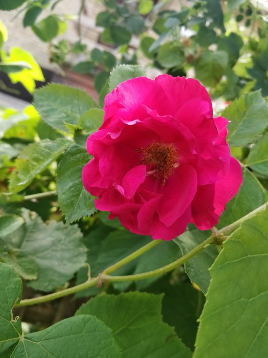 Närblid av en blommande rosa rosenbuske med fokus på en stor öppnad ros och gröna blad i bakgrunden.