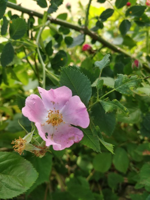 Närbild på en rosa buskros i blom bland gröna blad med fler knoppar i bakgrunden.