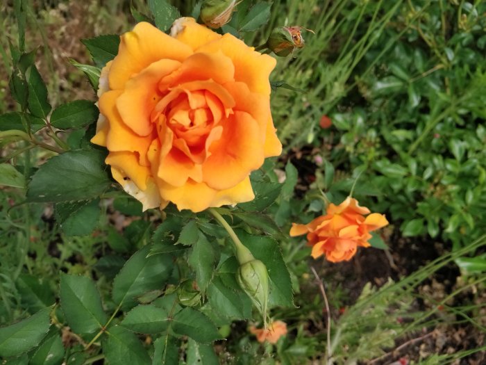 Orange ros i förgrunden med knoppar och en andra blommande ros i bakgrunden omgiven av grönt lövverk.