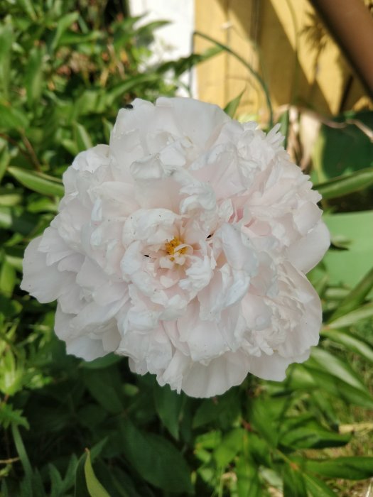 Blommande ljusrosa pion med fluffiga kronblad och gröna blad i bakgrunden.