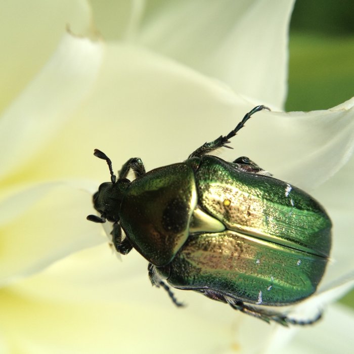 En glänsande grön skalbagge på en vit blombladskant.