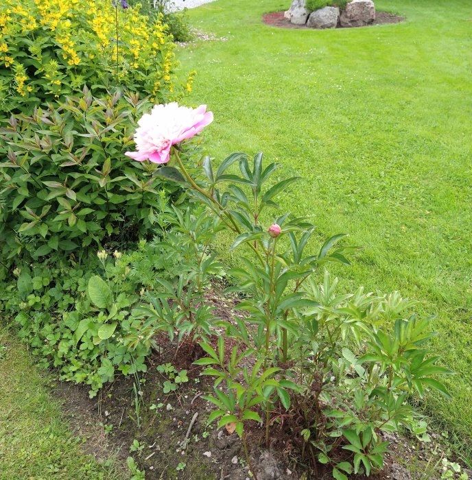 En blommande rosa pion i en trädgård med grönt gräs och växtlighet i bakgrunden.