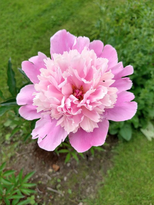 Närbild av en rosa pion i full blom mot en bakgrund av grönt gräs.