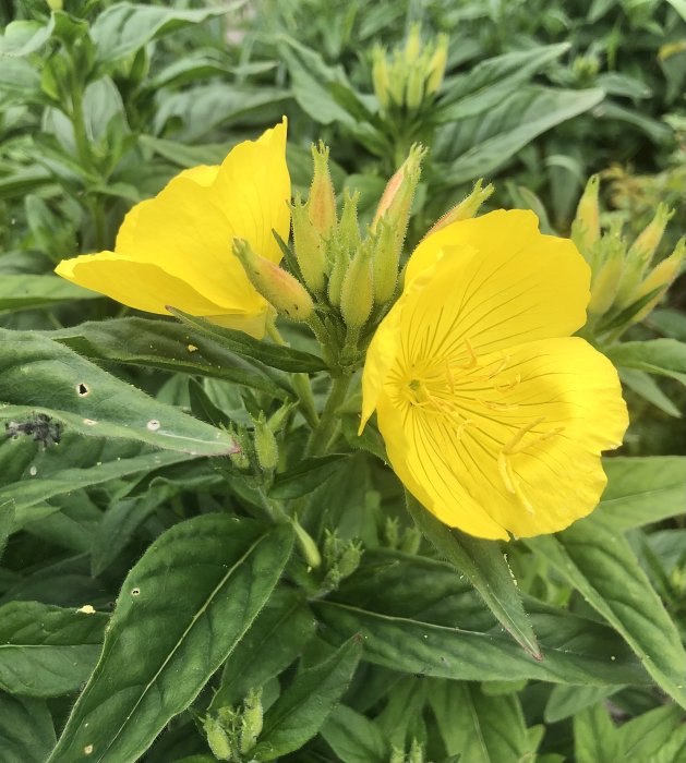 Gul blomma med gröna blad sökes för identifiering.