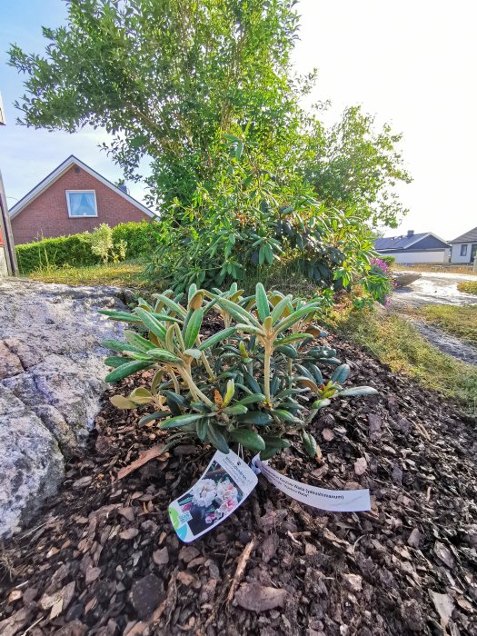 Nyplanterad rhododendron med etikett i en trädgård, flisad mark, med större växter i bakgrunden.