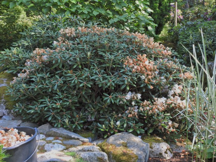 Rhododendronbuske efter deadheading med en hink visna blommor i förgrunden.