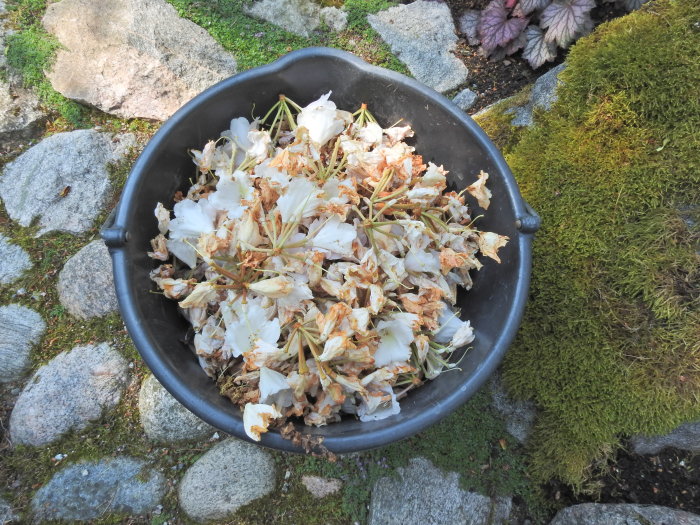 En svart hink fylld med vissna blomstjälkar och blad omgiven av stenplattor och mossa.