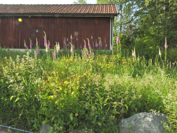 Digitalis och nässlor på en solig slänt med en röd träbyggnad och stenar i förgrunden.