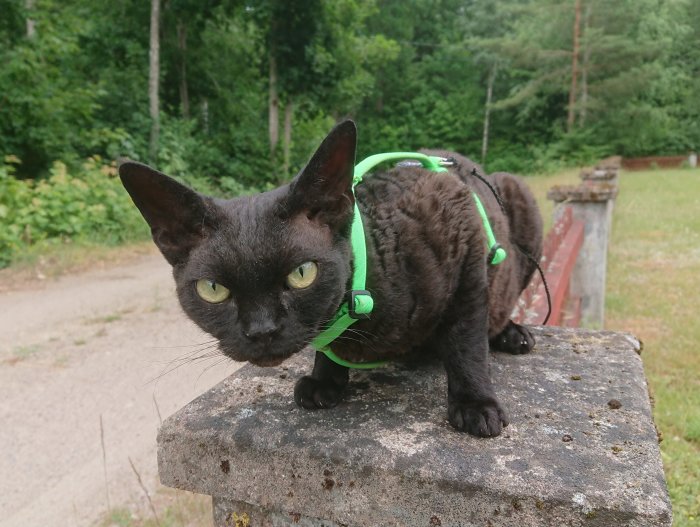 Svart katt med sele sitter på en mur och ser missnöjd ut mot kameran.