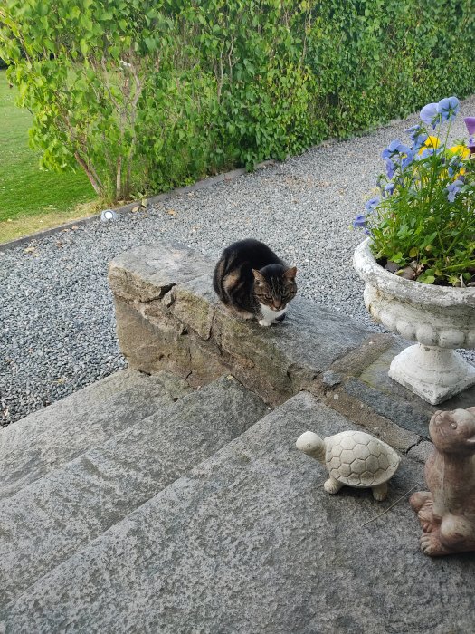 Äldre svart-och-brun katt sitter på stenmur bredvid blomkruka och trädgårdsfigurer.