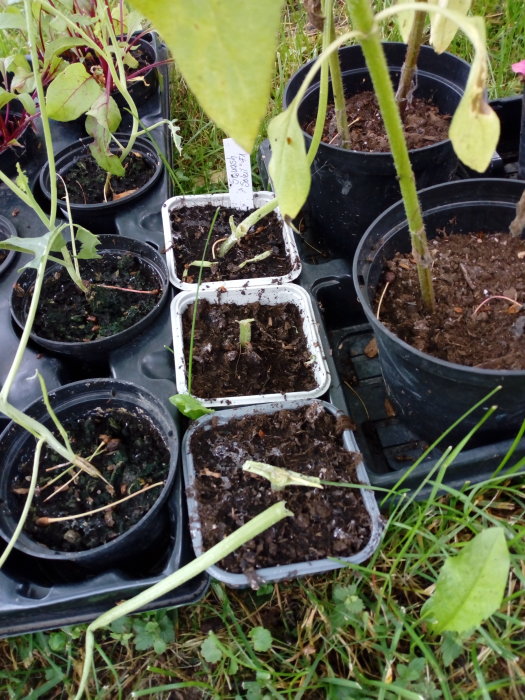 Squashplantor skadade av sniglar i krukor med synliga skador på bladen.