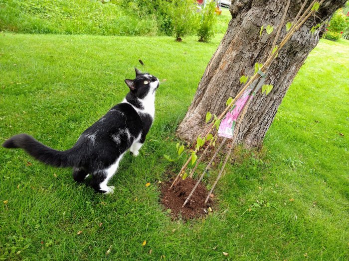 Svartvit katt som tittar uppåt i ett äppelträd i en trädgård, möjligen spanar efter en ekorre.