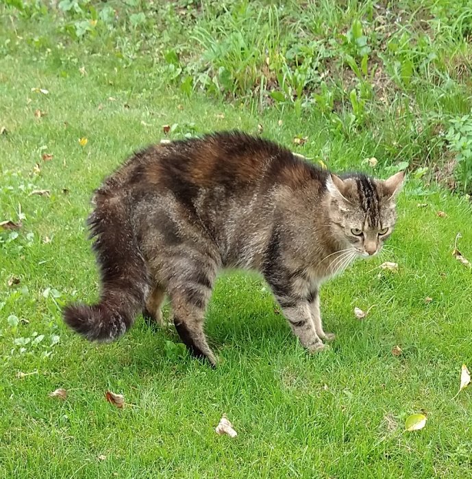 Katt med krokig rygg i gräset ser bestämt ut, omgiven av löv och grönska.