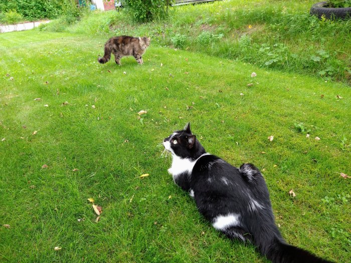 Två katter på en gräsmatta, en svartvit katt tittar uppåt medan en brun katt smyger i bakgrunden.