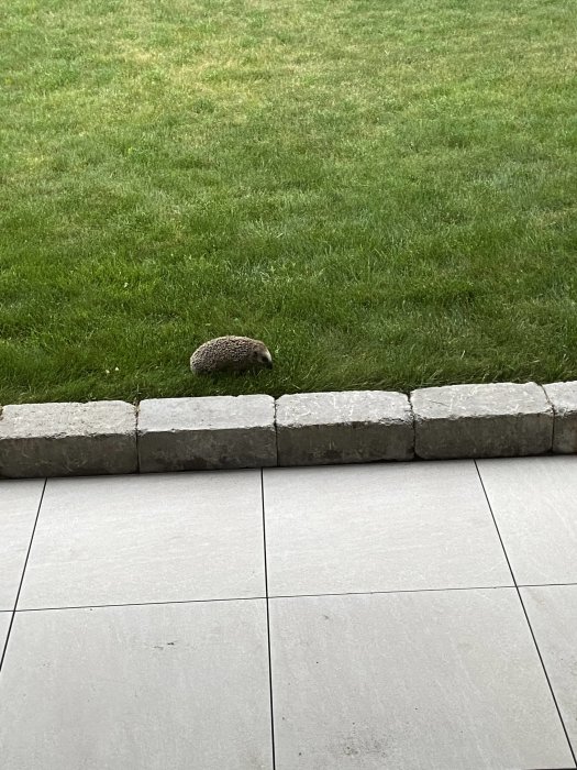 Igelkott som går på en gräsmatta bredvid en kant av stenplattor.
